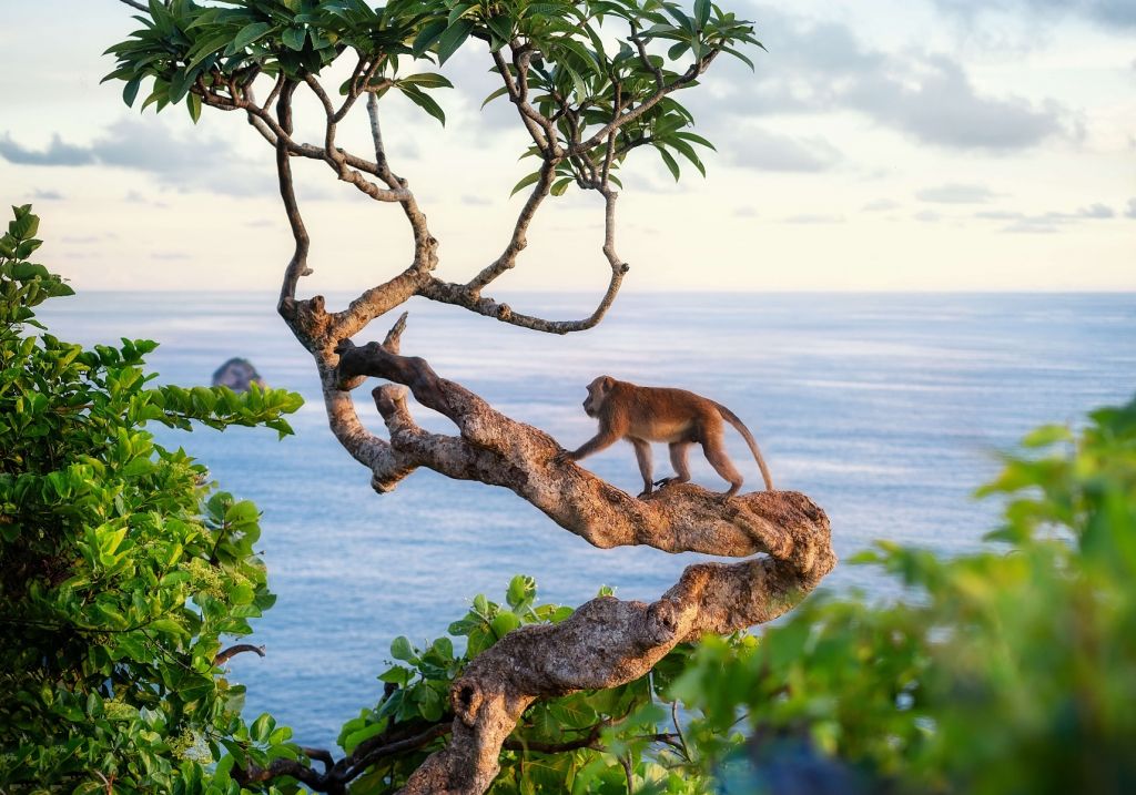 Singe sur un arbre