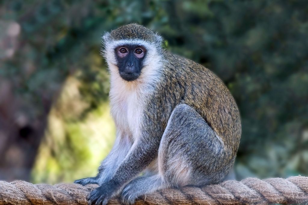 Singe vertébré