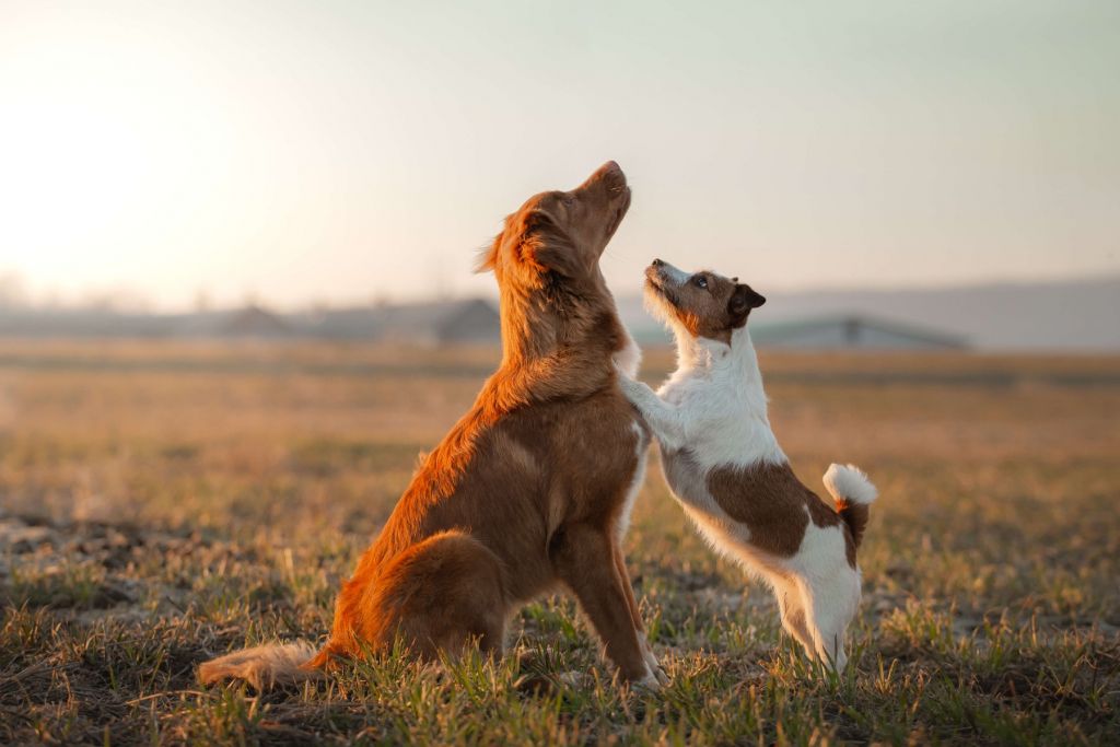 Recherche de chiens