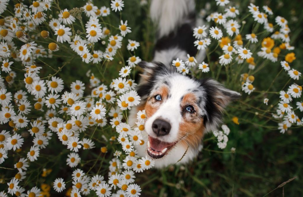 Un berger australien parmi les fleurs