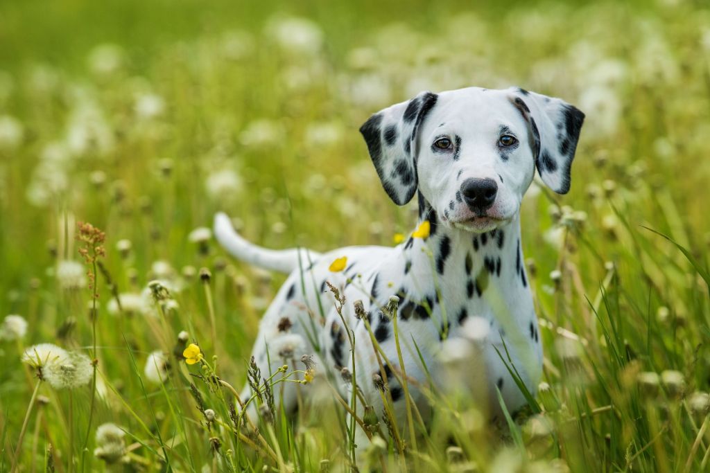 Dalmatien