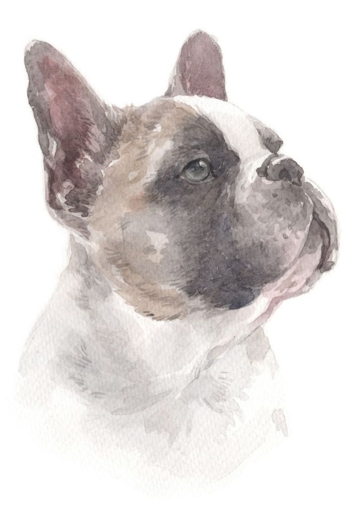 Aquarelle Bouledogue français