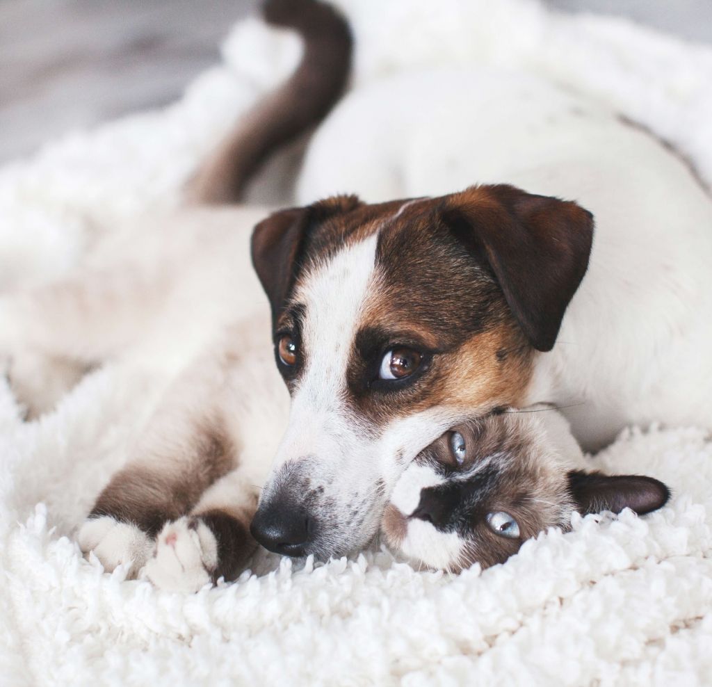 Chien et chat