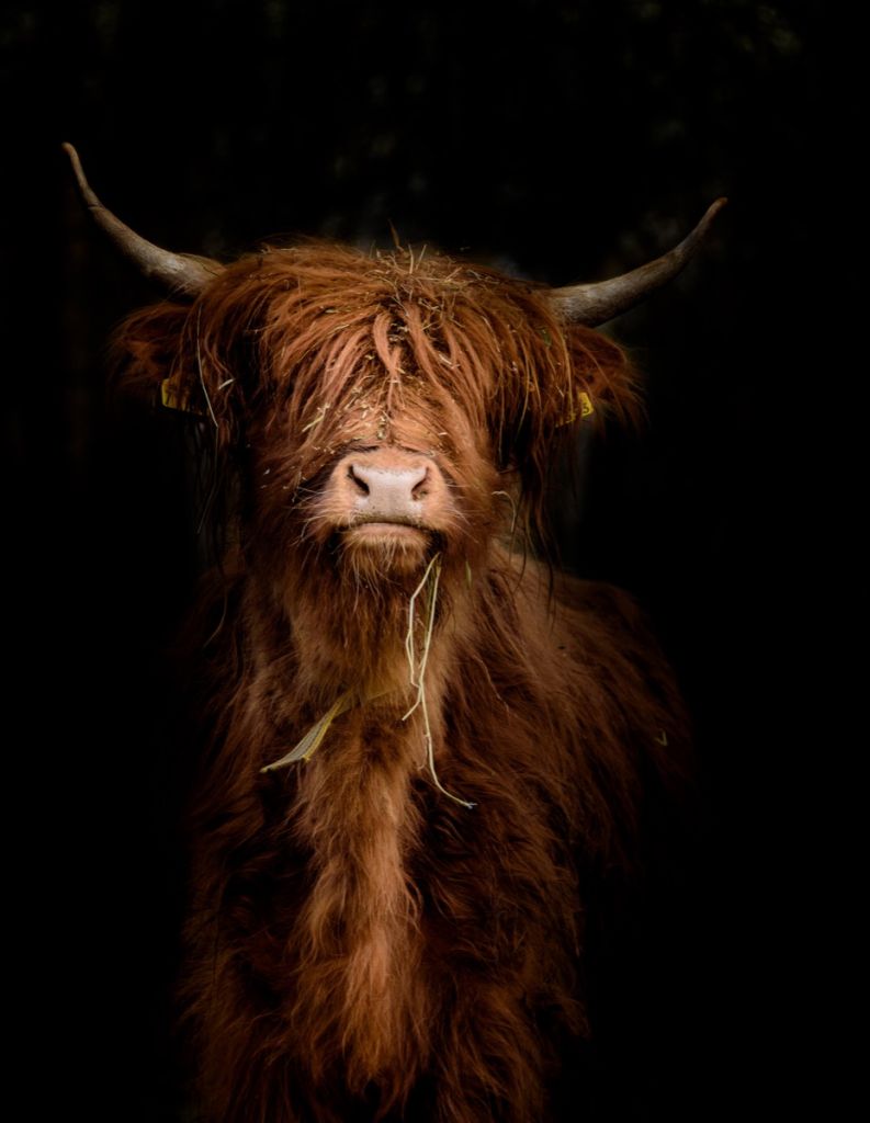 Portrait Scottish Highlander