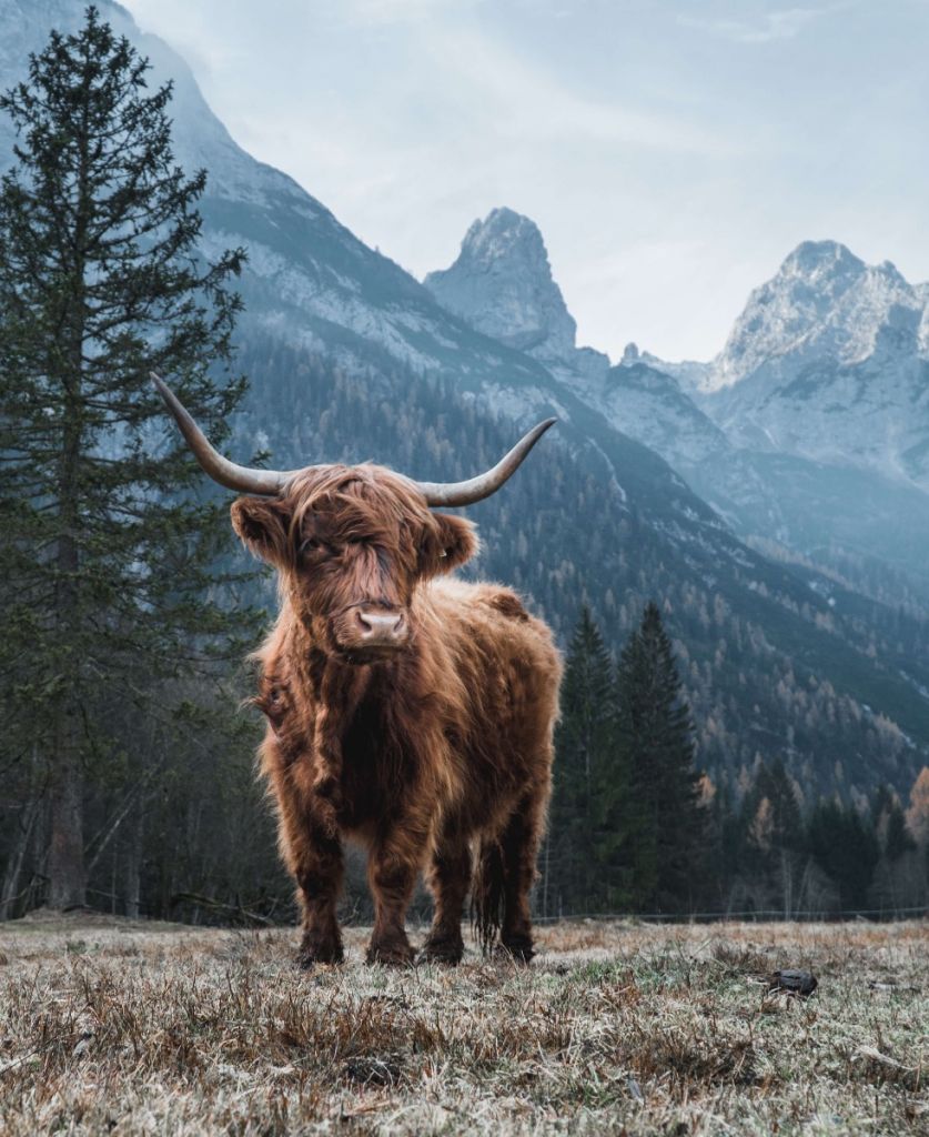 Un Highland écossais parmi les arbres