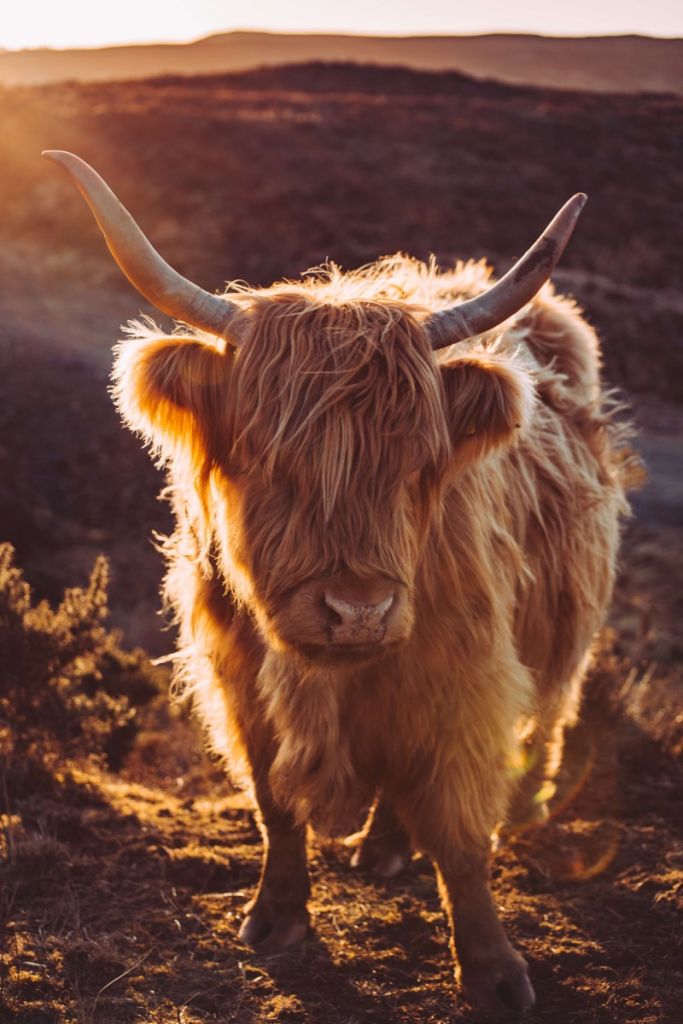 Le Highland écossais au soleil