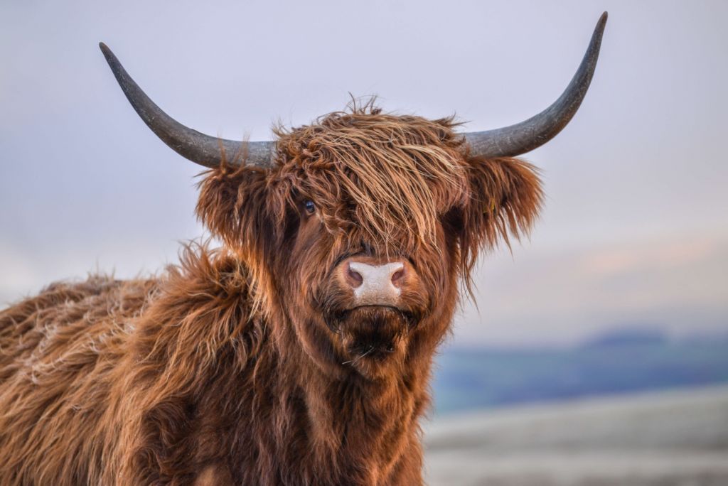 Le Highland écossais en vedette