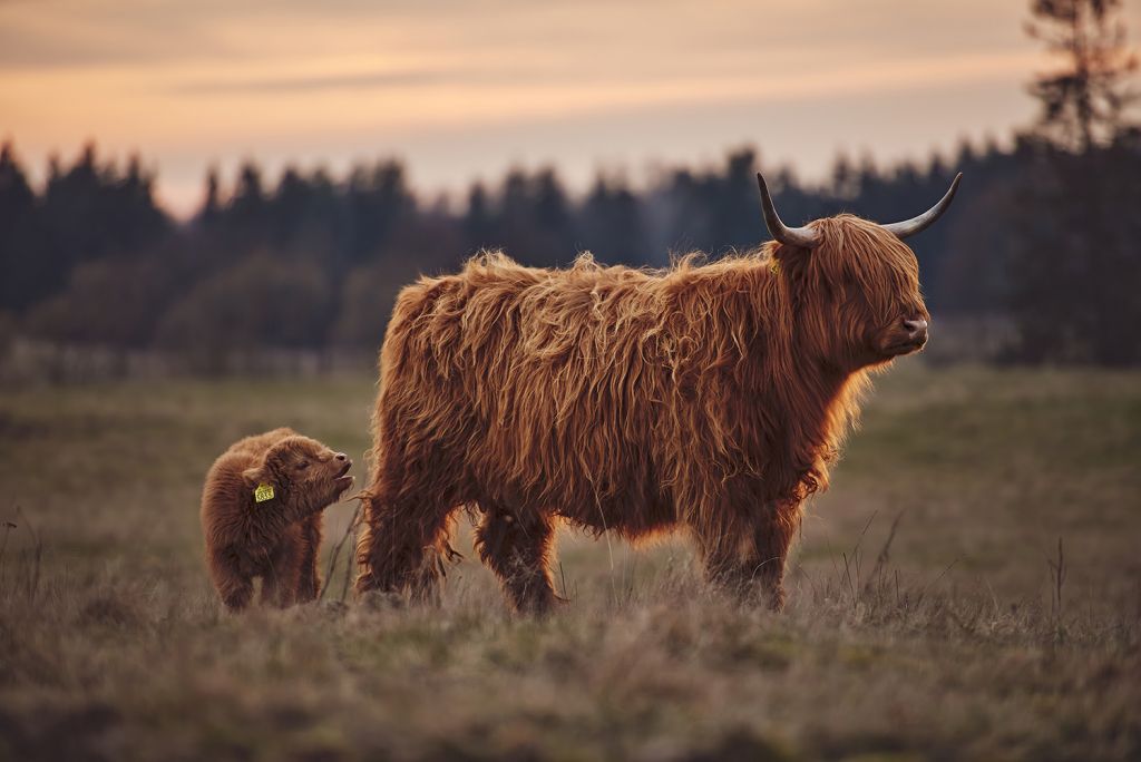 Les Highlands écossais dans la prairie