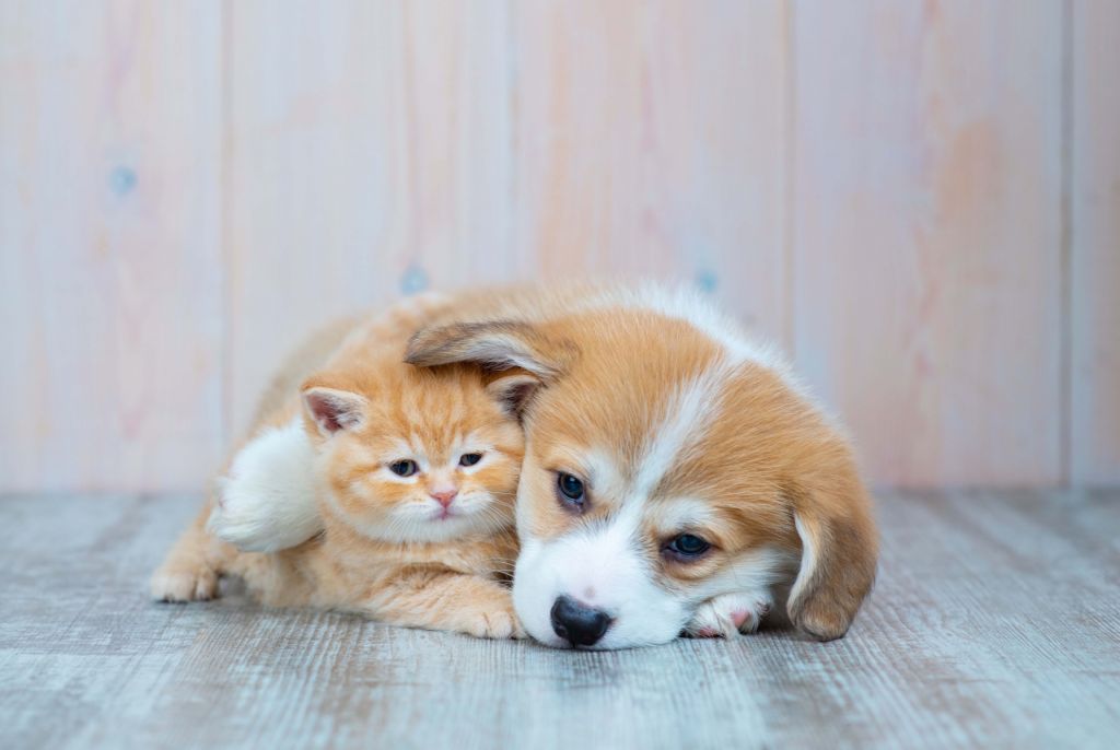 Papier peint de chat. Photo d'un chaton et d'un chiot.