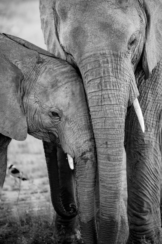 Câliner les éléphants