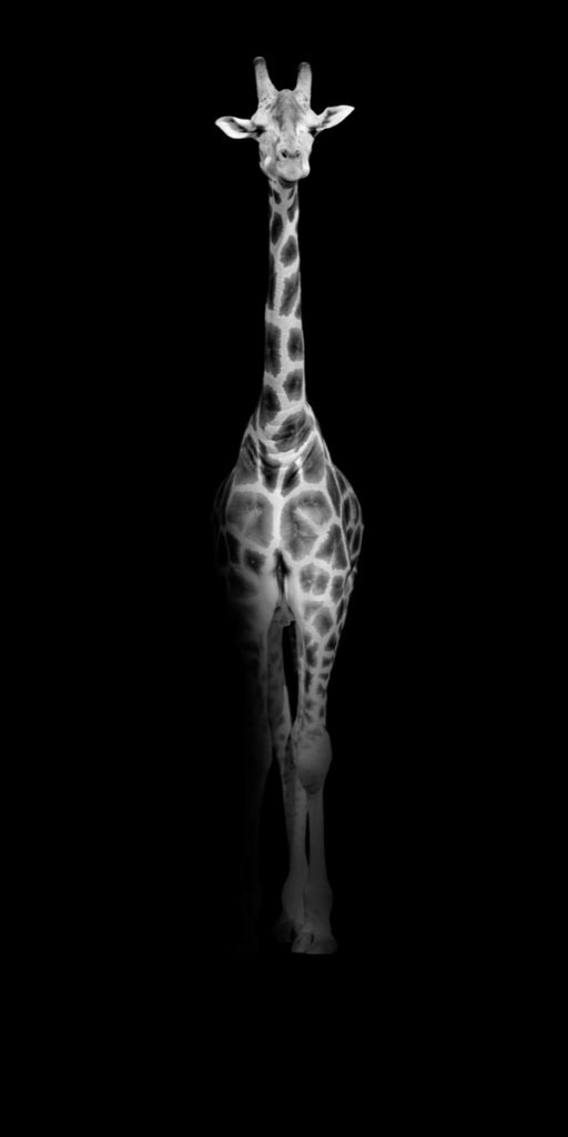 Girafe en noir et blanc