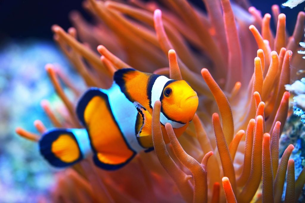 Poisson-clown
