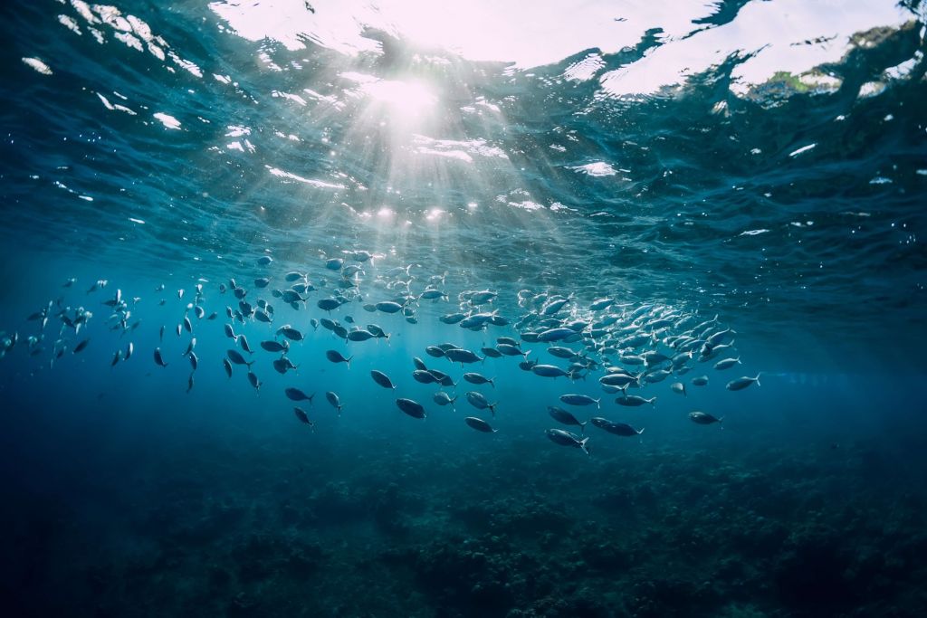 Banc de poissons