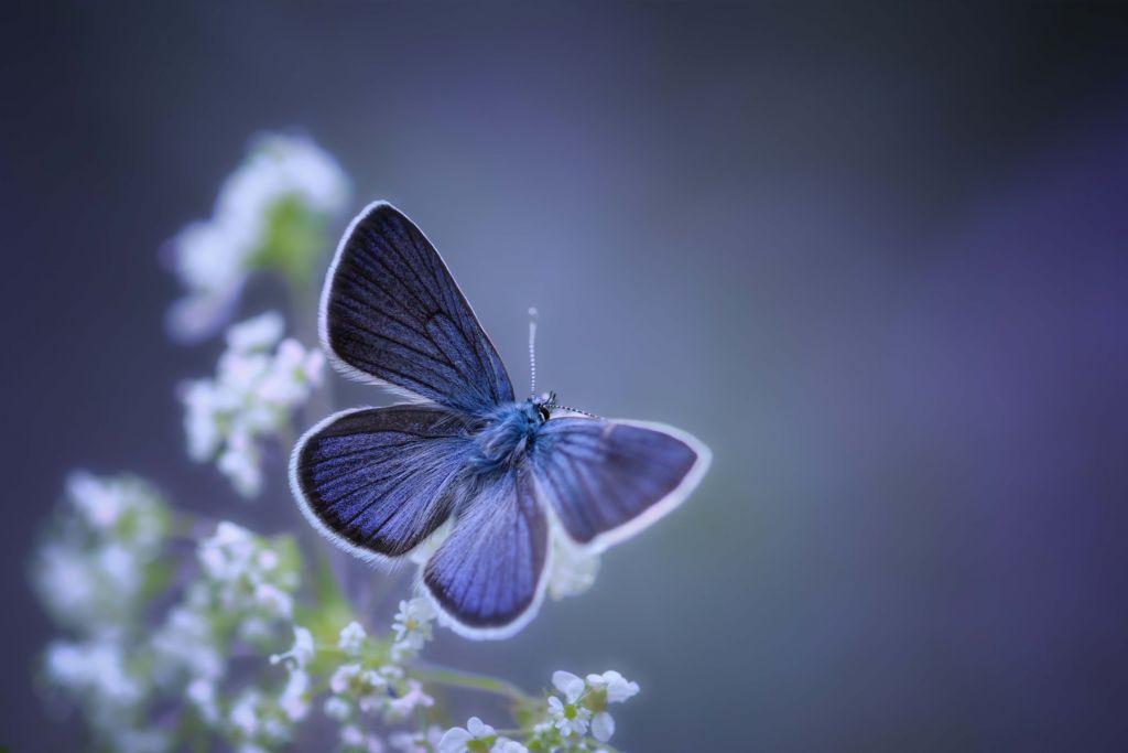 Papillon bleu