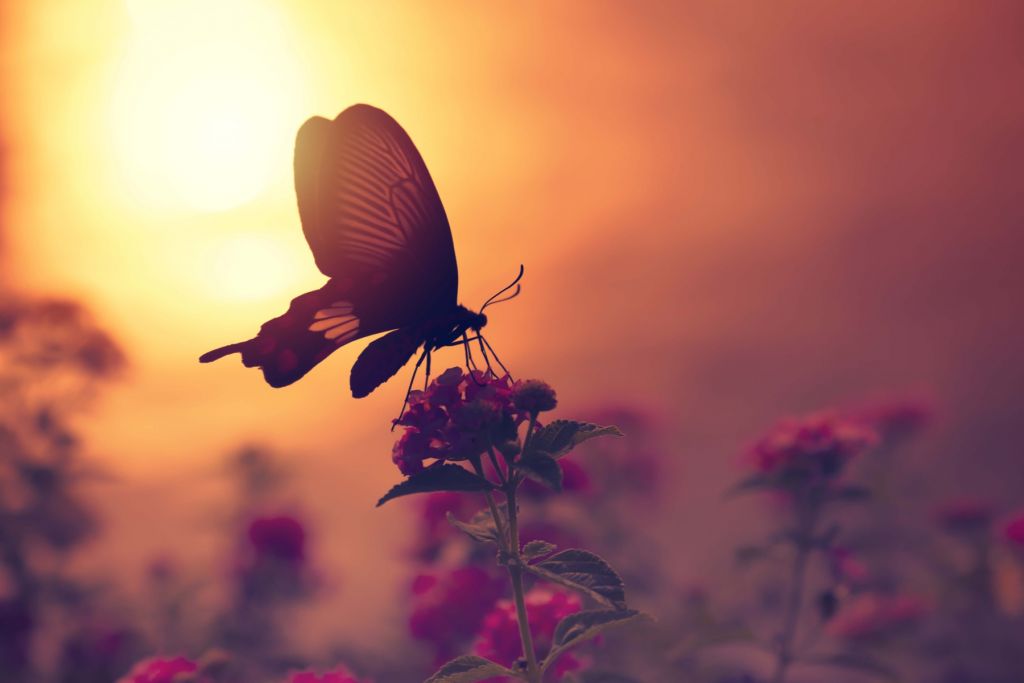 Papillon avec coucher de soleil