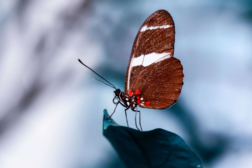 Gros plan sur le papillon