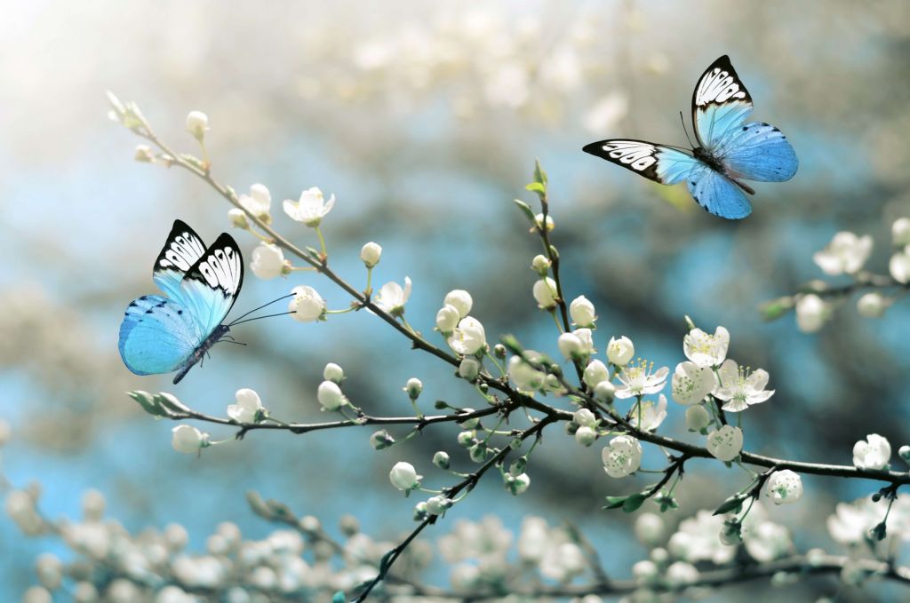 Les papillons bleus