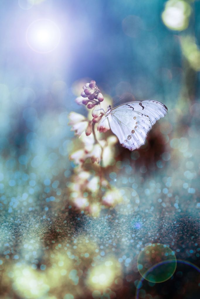 Papillon sur une fleur