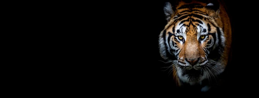 Panorama des tigres