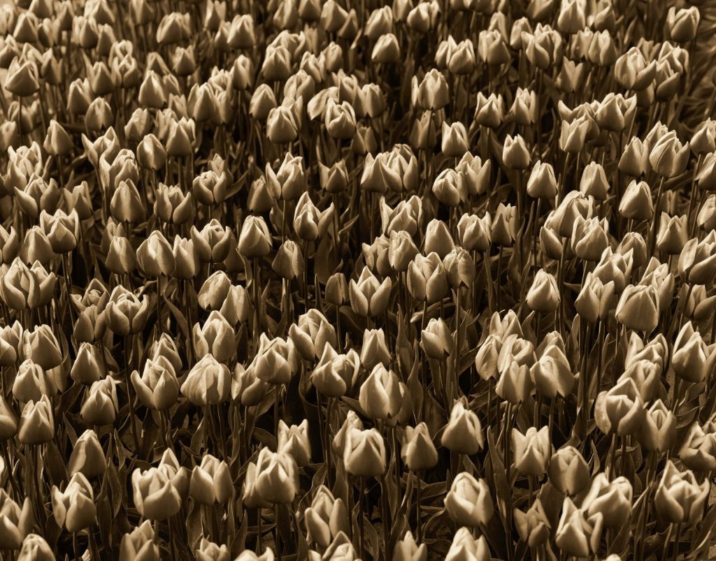 Tulipes dorées