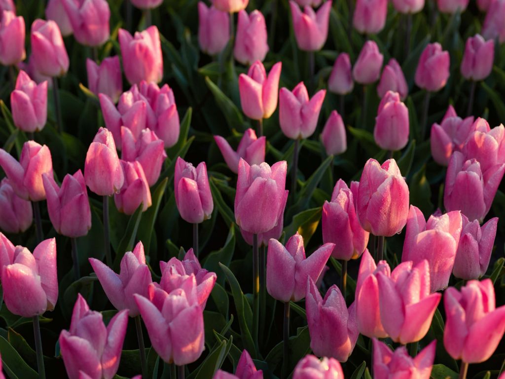 Tulipes