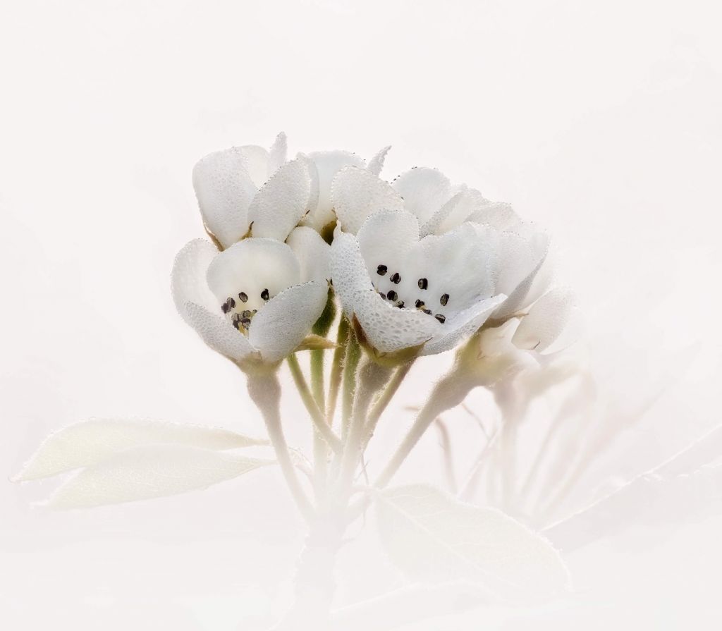 Gros plan sur la fleur de poirier