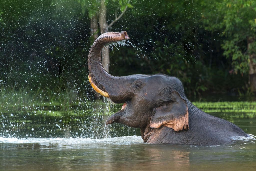 L'éléphant dans l'eau