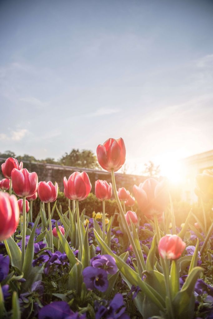 Fleurs avec la lumière du soleil