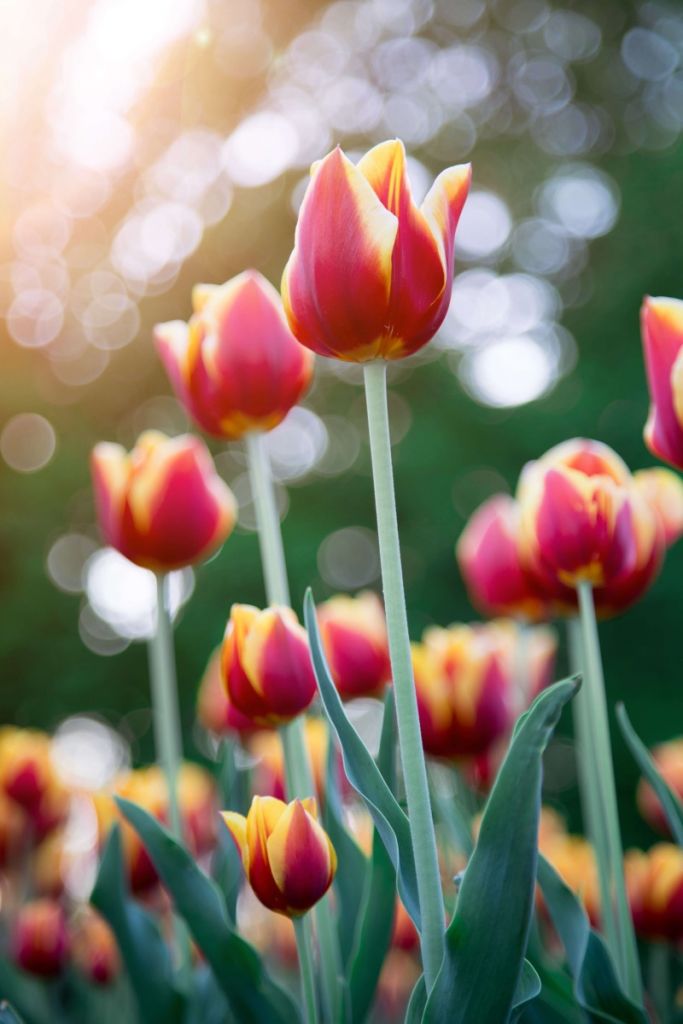 Rouge avec des tulipes jaunes