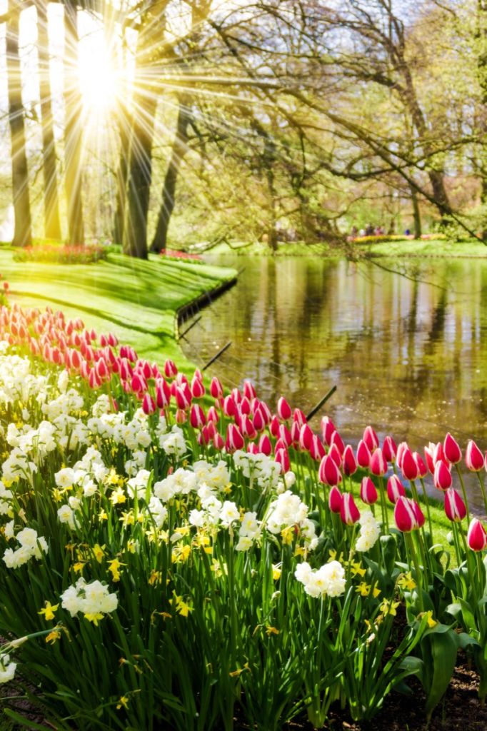 Des fleurs dans un parc ensoleillé