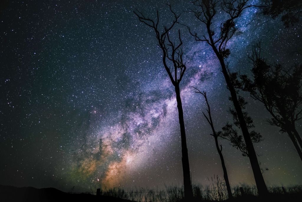 Des étoiles entre les arbres