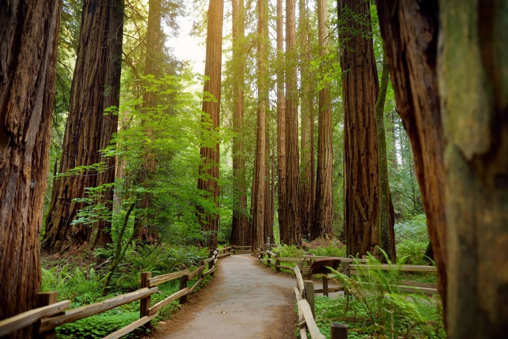 De grands arbres dans un parc