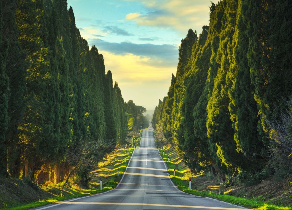 Route avec de grands arbres