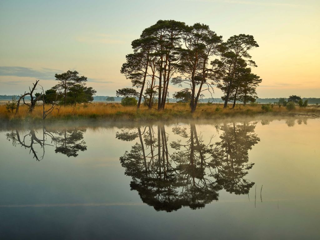 Réflexion dans les veines de la forêt