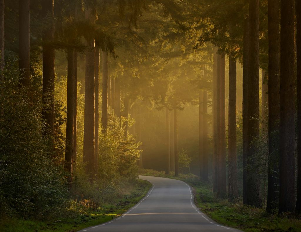 Lever de soleil sur le chemin de la forêt