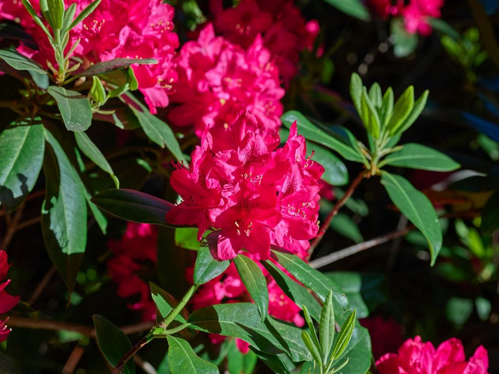 Rhododendron