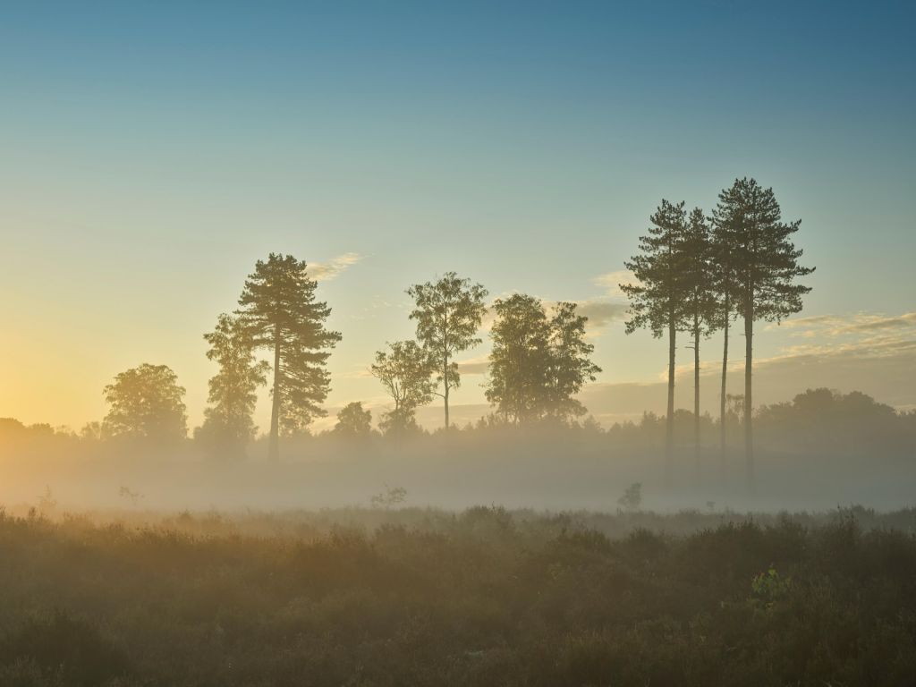 Lande brumeuse