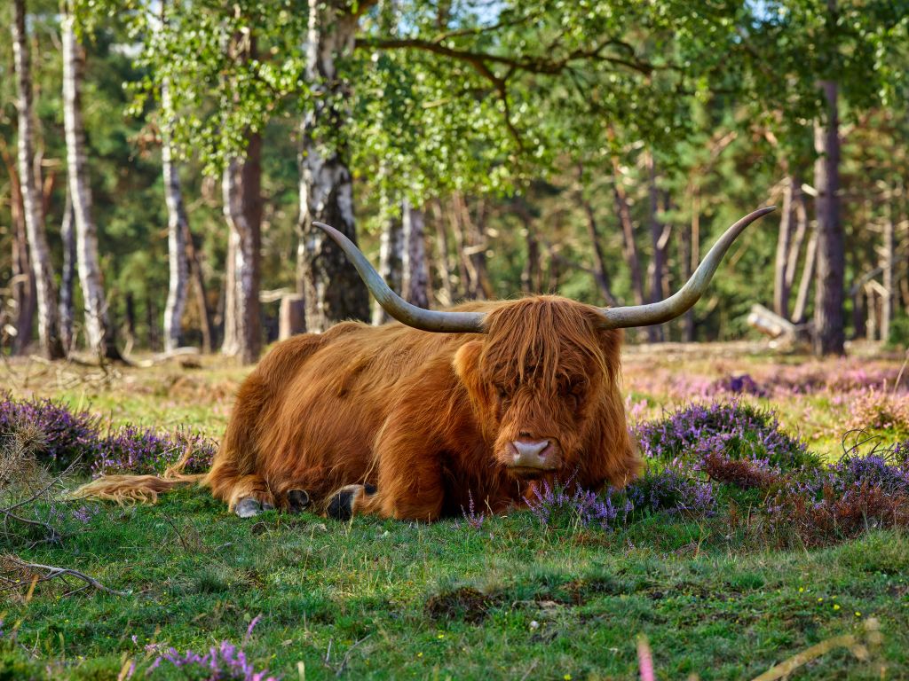 Le repos du Highland écossais