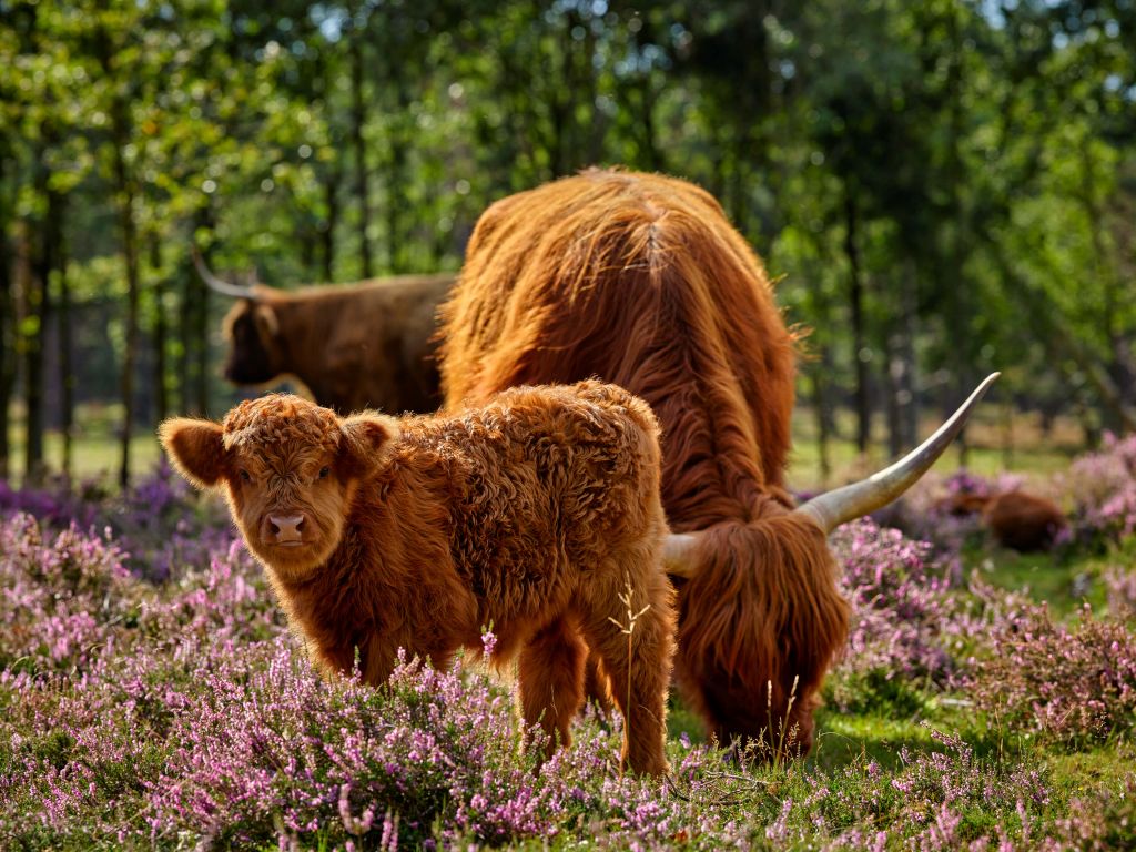 Famille de Highlands écossais