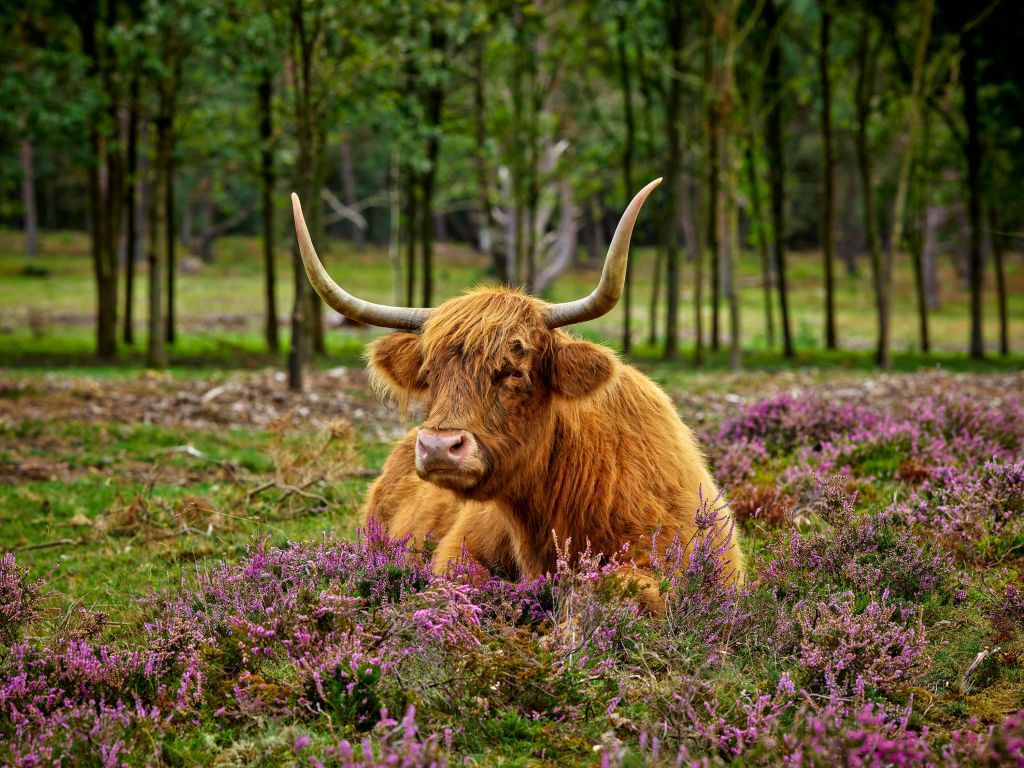 Highland écossais dans la bruyère violette