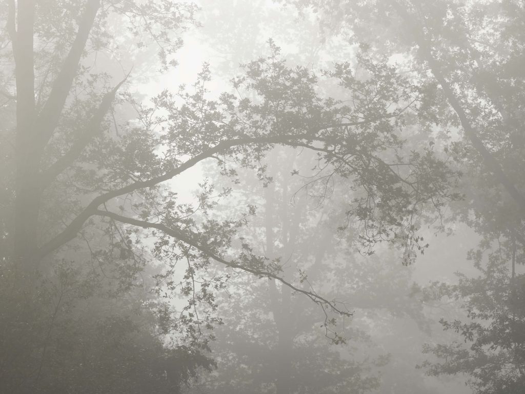 Forêt dans la brume