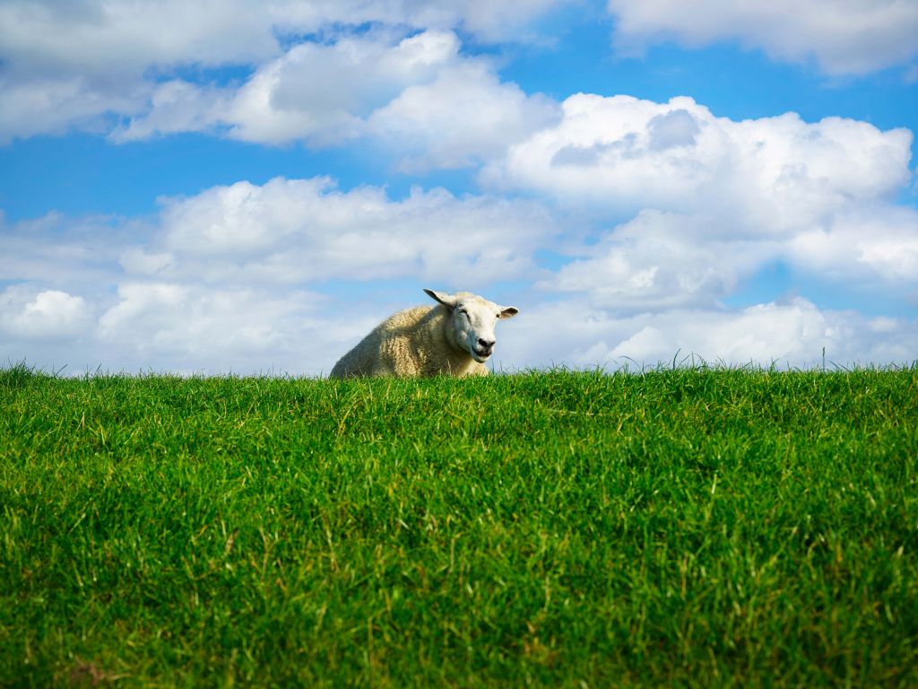 Des moutons sur la digue