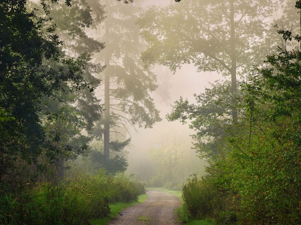 Route à travers la forêt brumeuse