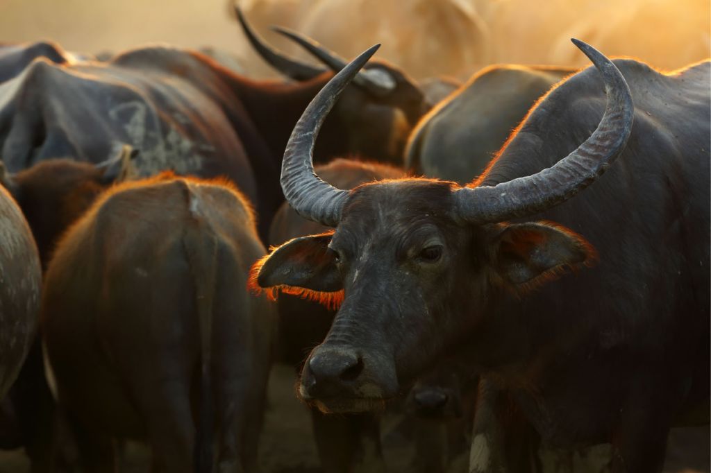 De près, le buffle thaïlandais