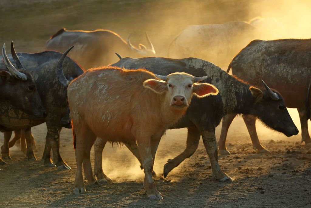 Troupeau de buffles thaïlandais