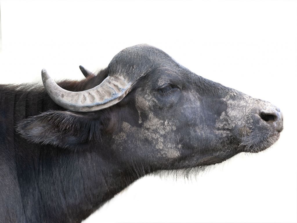 Gros plan sur une tête de buffle