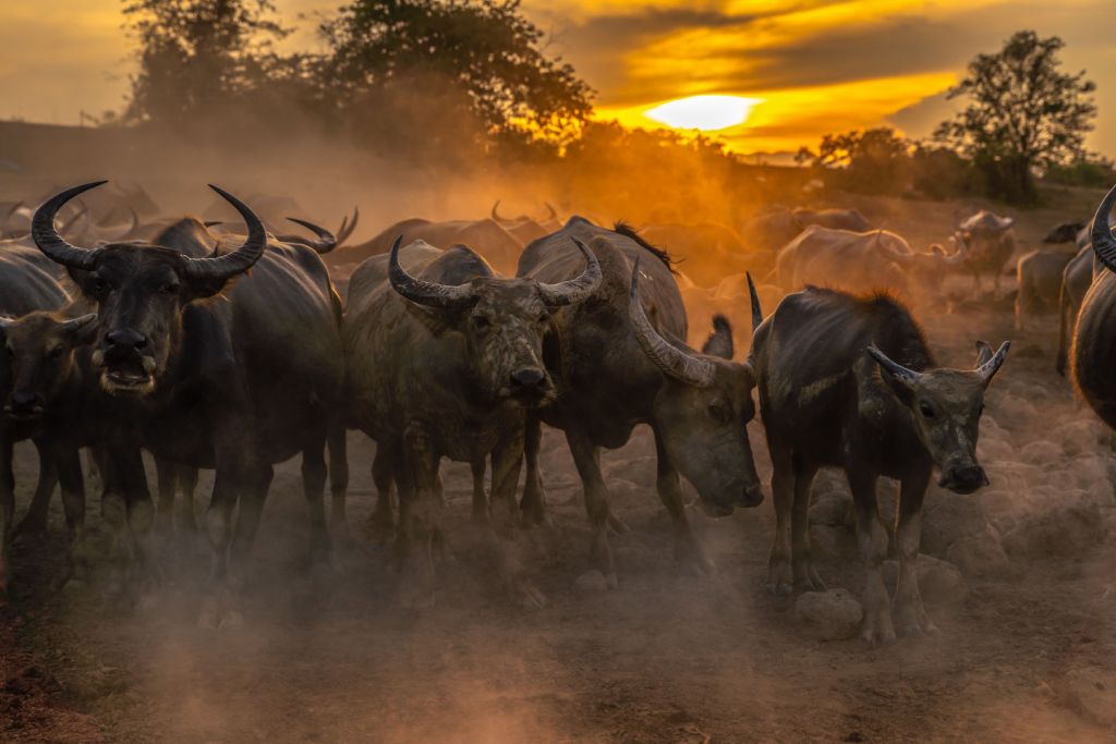 Buffles thaïlandais au coucher du soleil
