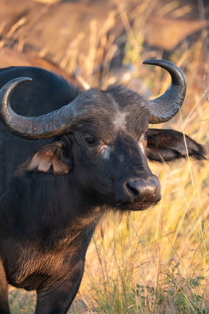 Buffalo