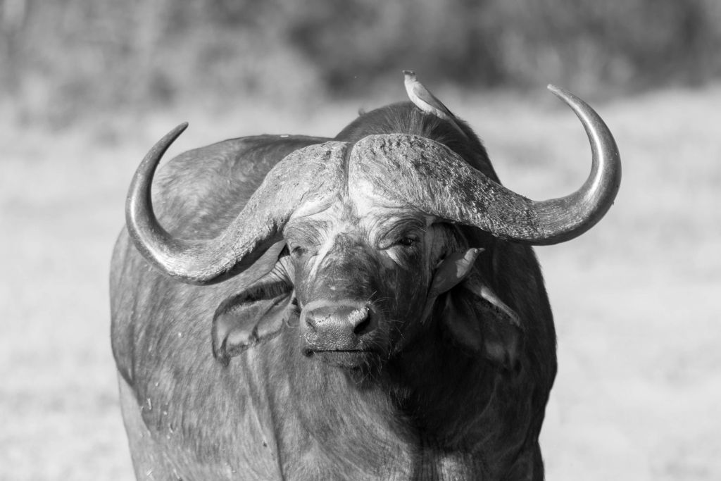 Bison en noir et blanc