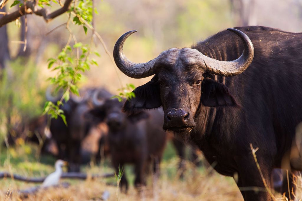 Buffle africain